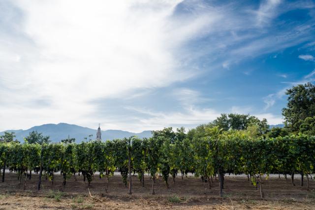 From Pompei: wine tasting at the aches of  Mt.Vesuvius