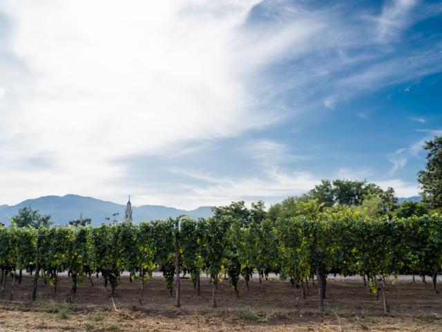 Da Pompei : degustazione di vini alle pendici del Vesuvio